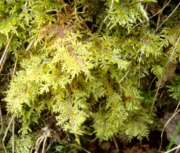 Hylocomium splendens Podkomorské lesy