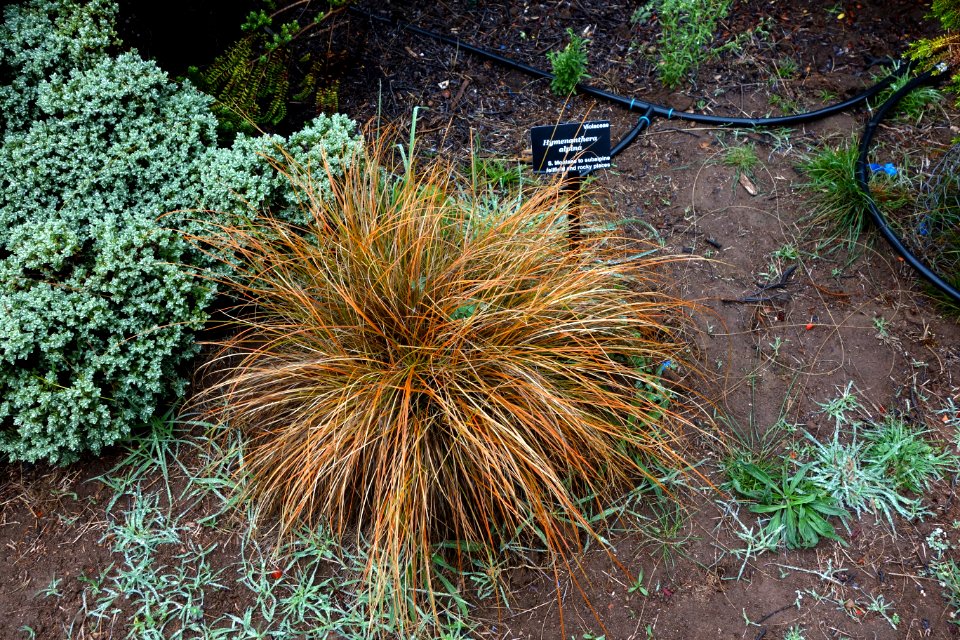 Hymenanthera alpina - UC Santa Cruz Arboretum - DSC07546