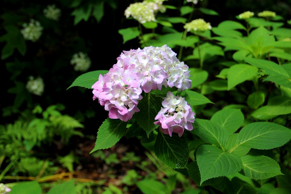 Hydrangea in Gibbs Gardens, May 2017 2