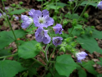 Hydrophyllum appendiculatum, 2021-06-01, Beechview, 01