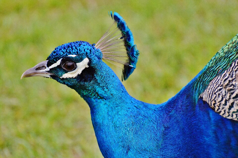 Feather bill nature