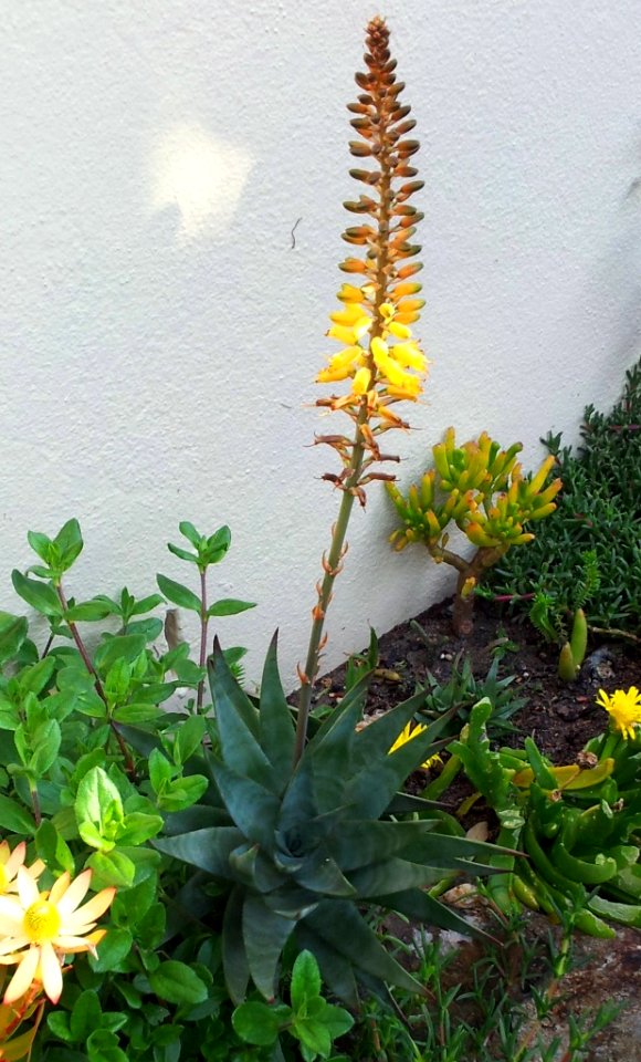 Hybrid Aloe commixta X tenuior in flower 1