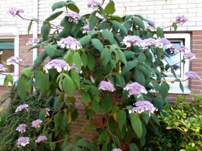 Hydrangea aspera Macrophylla (Nijmegen)