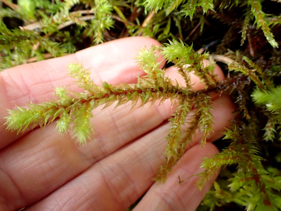 Hylocomiadelphus triquetrus 116930857