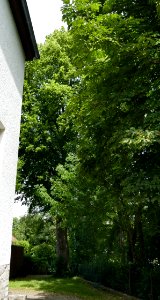 Husen - Linde an der Altenau