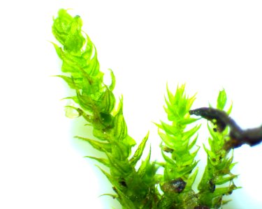 Hygroamblystegium varium 61462604