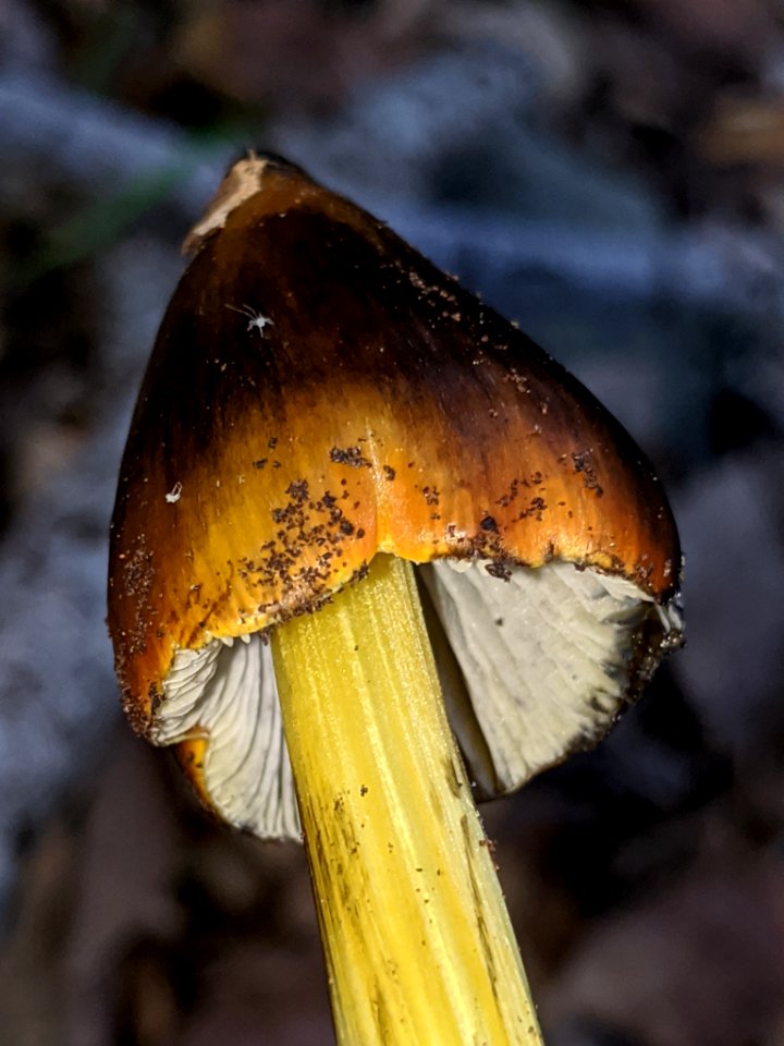 Hygrocybe singeri 61518381