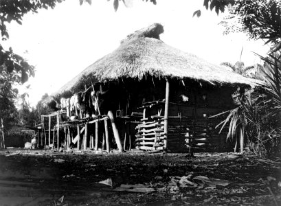 Hydda. Sambú River, Darién. Panama - SMVK - 004186