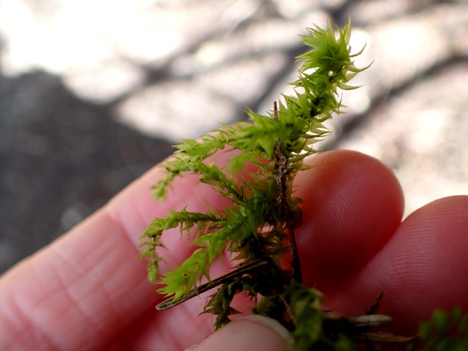 Hylocomiadelphus triquetrus 115176838