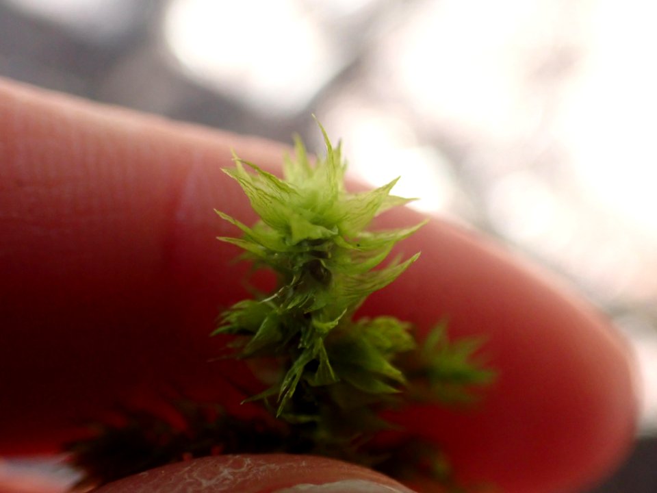 Hylocomiadelphus triquetrus 115176851