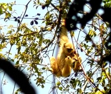 Hylobates lar at Khao Yai NP