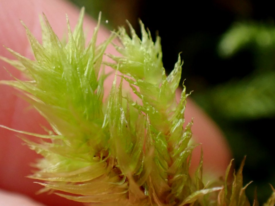 Hylocomiadelphus triquetrus 115886565