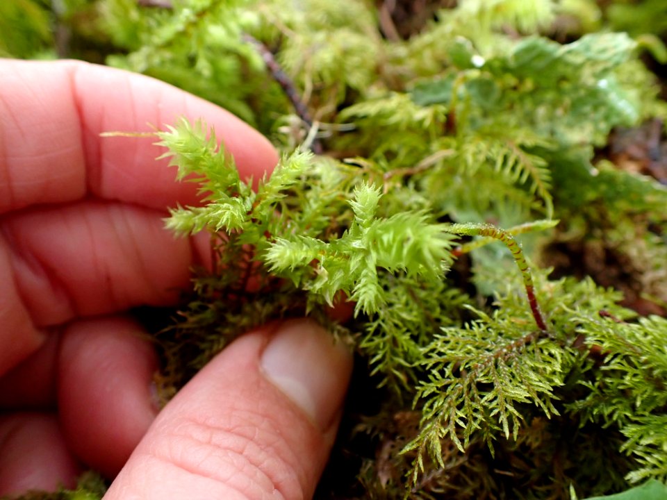 Hylocomiadelphus triquetrus 135669405