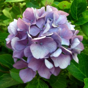 Hydrangea 1