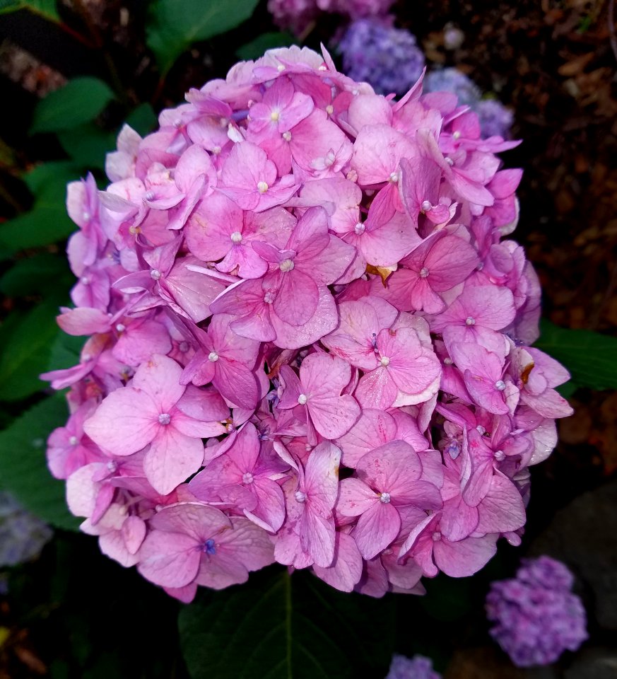 Hydrangea - Arlington, MA - 03