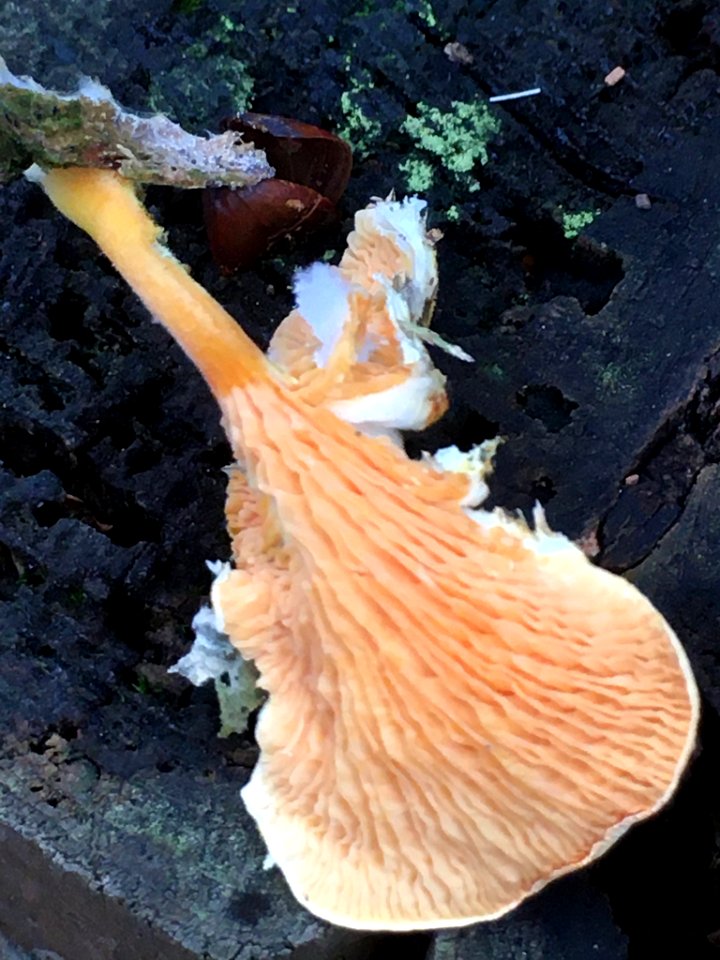 Hygrophoropsis aurantiaca 105977130