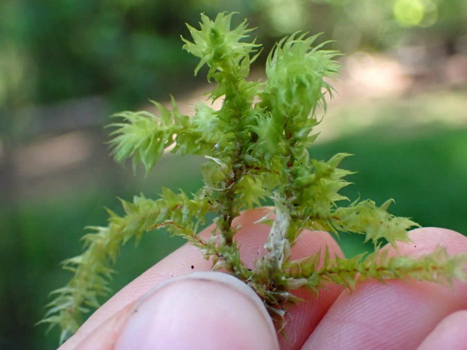 Hylocomiadelphus triquetrus 141599802