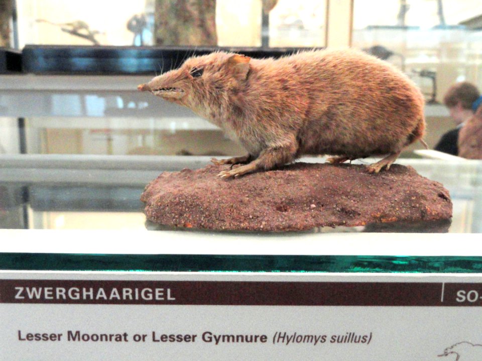 Hylomys suillus - Naturmuseum Senckenberg - DSC02077