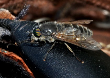 Hybomitra-auripila-02-fws