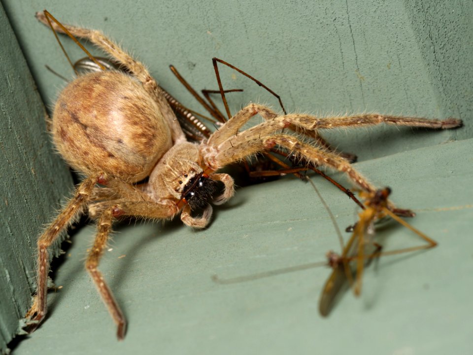 Huntsman spider Olios giganteus eating crane flies (3)
