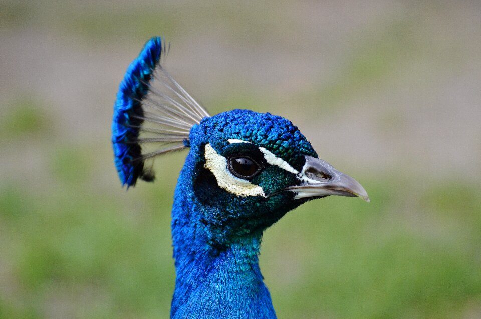 Feather bill nature