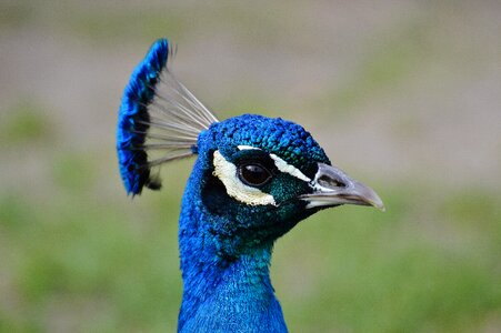 Feather bill nature