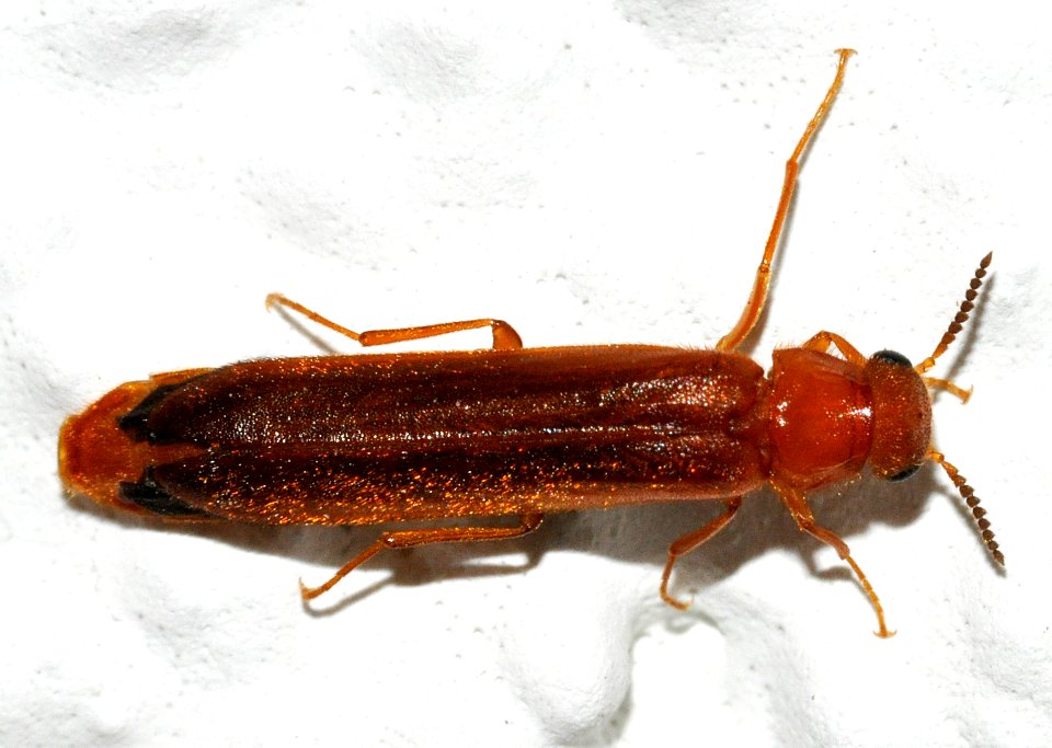 Hylecoetus-dermestoides-02-fws