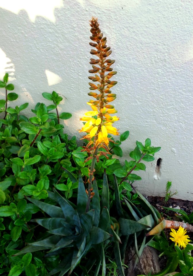 Hybrid Aloe commixta X tenuior in flower 2
