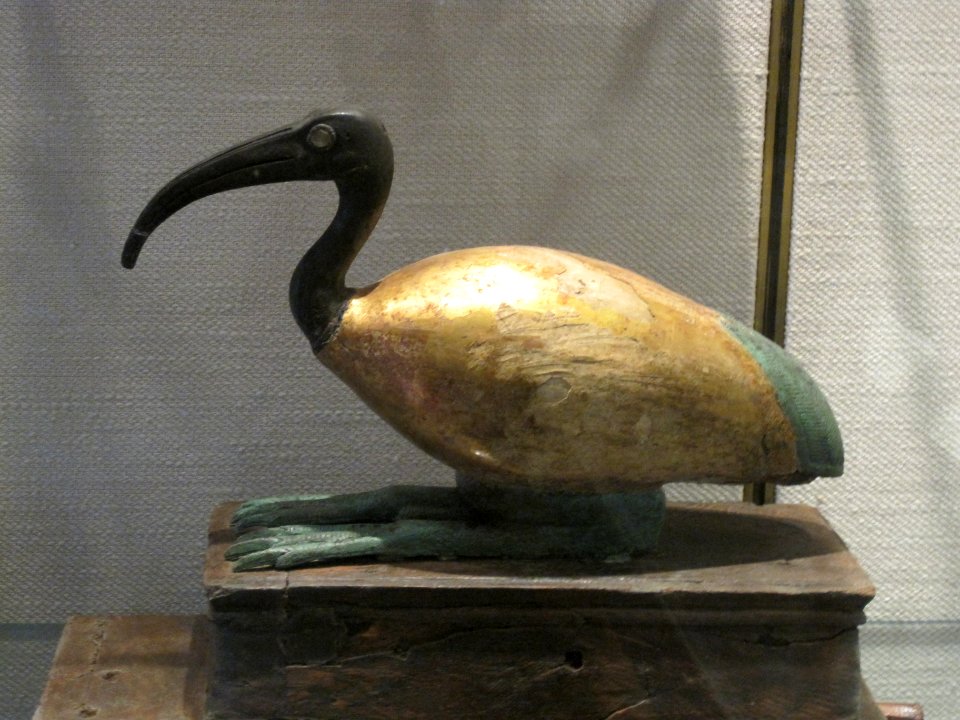 Ibis of the God Thoth