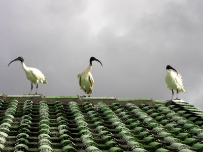 Ibis on a roof Queensland