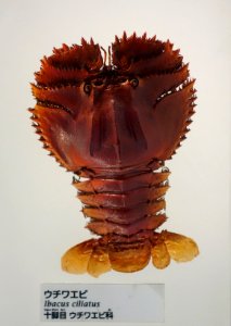 Ibacus ciliatus - National Museum of Nature and Science, Tokyo - DSC07560