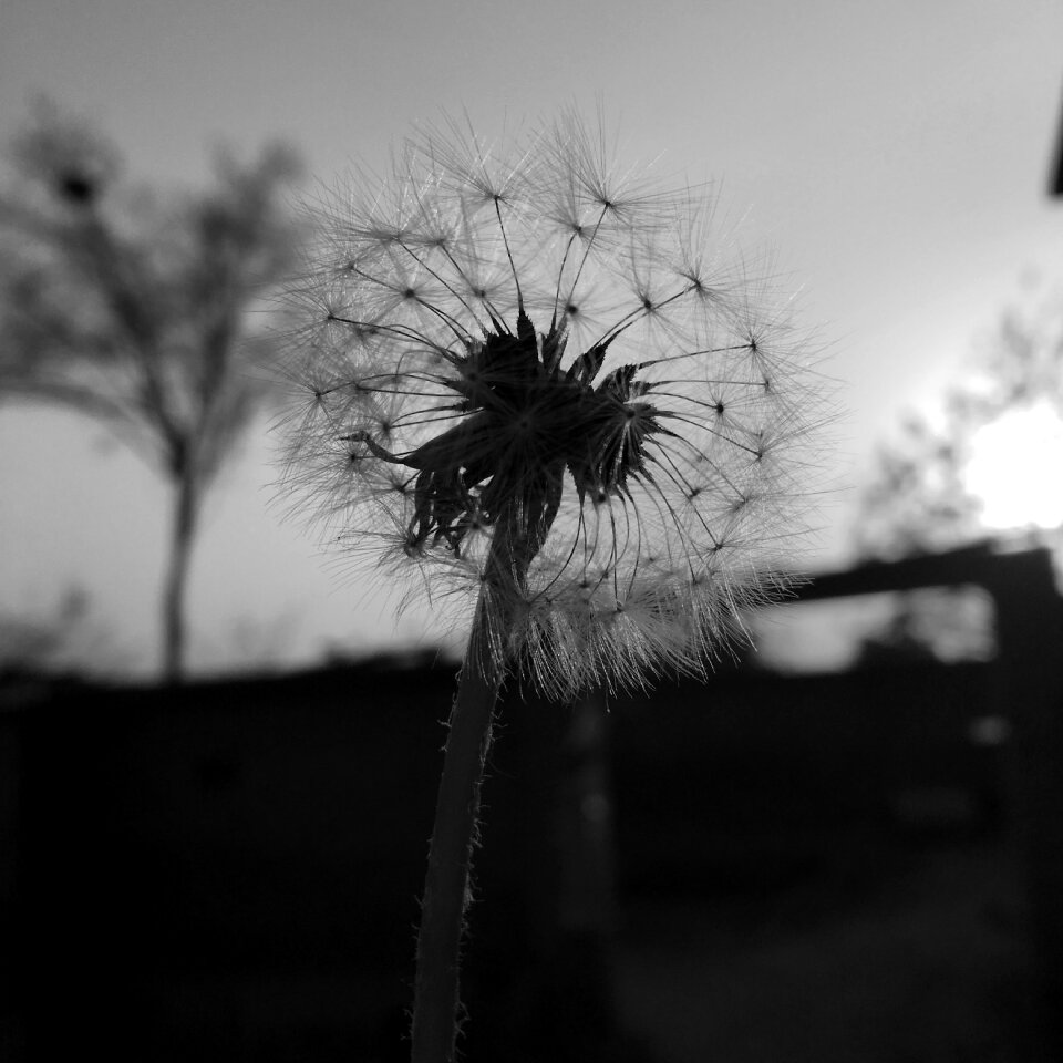 Sunset silhouette black and white