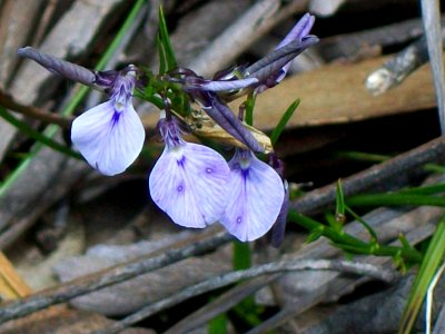 Hybanthus spp off Elvina Track