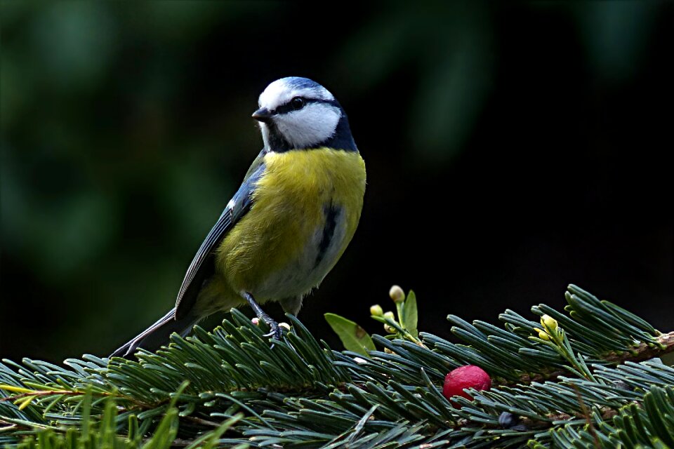 Cyanistes caeruleus foraging garden