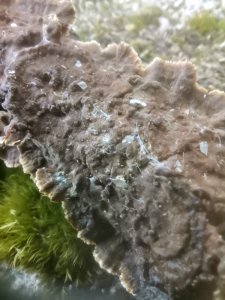 Hydnoporia tabacina 117582489