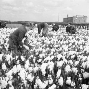 Hyacinthen worden geplukt, Bestanddeelnr 901-6891