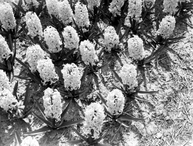 Hyacinthen, Bestanddeelnr 189-0372 photo
