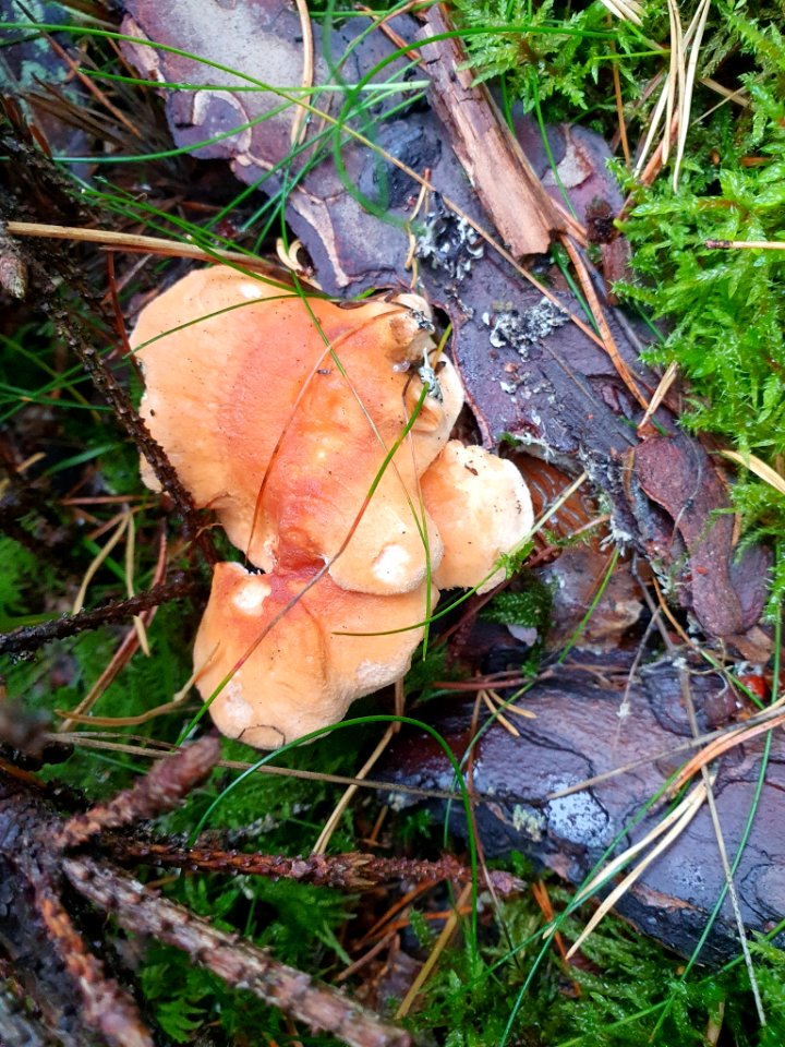 Hydnum rufescens 97704407