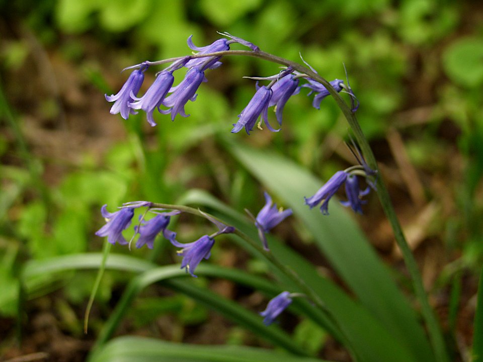 Hyacinthoides non-scripta, 2021-05-02, Beechview, 01