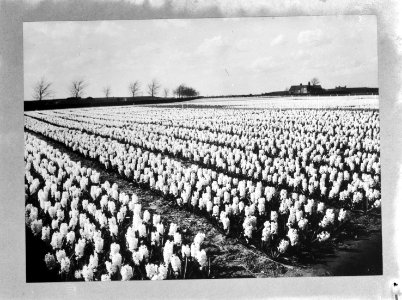 Hyacinthveld in Spalding (Holland, Lincolnshire) (De Praag), Bestanddeelnr 935-2132