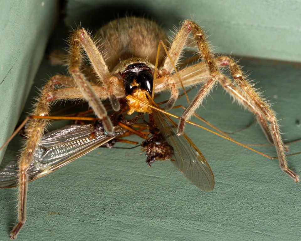 Huntsman spider Olios giganteus eating crane flies (1)