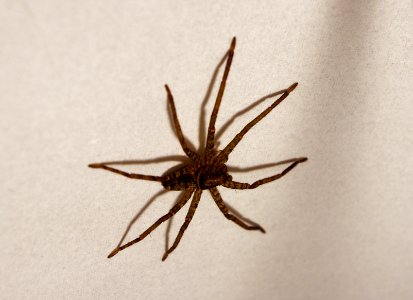 Huntsman inside lampshade