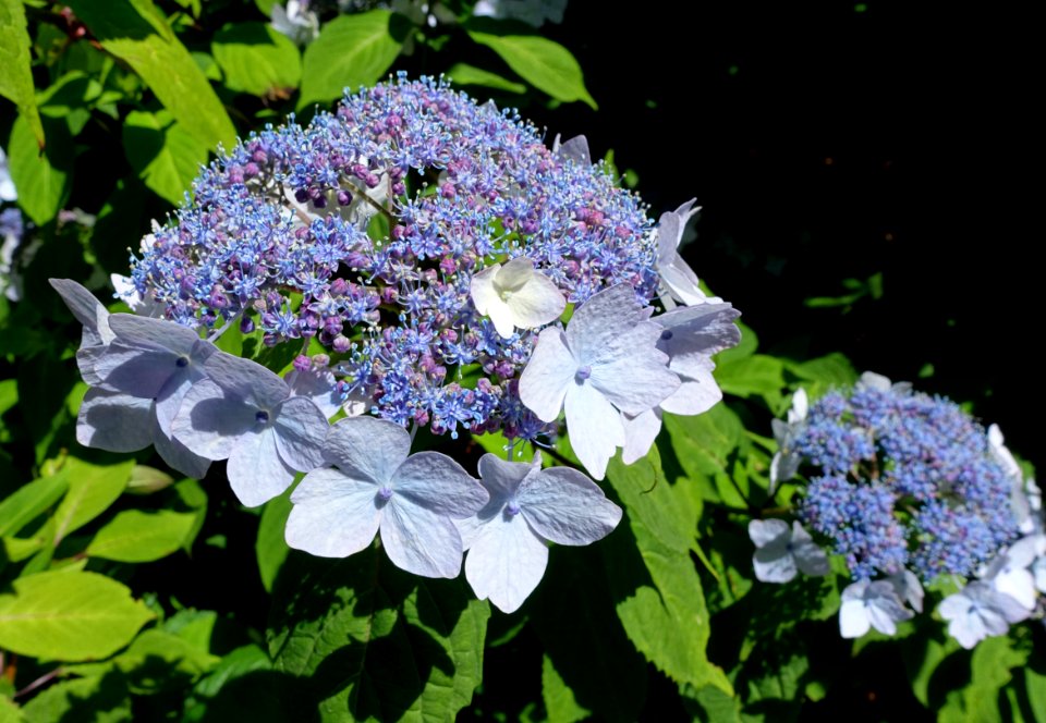 Hydrangea macrophylla - UBC Botanical Garden - Vancouver, Canada - DSC08515