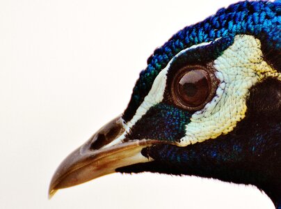 Feather bill nature