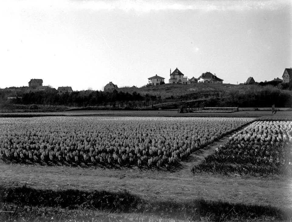 Hyacintenvelden achter de duinen bij Noordwijk, Bestanddeelnr 189-0394