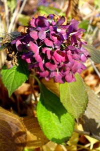 Hydrangea - Arlington, MA - DSC03152