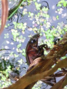Hydrous piceus (Great Silver Water Beetle), Arnhem, the Netherlands