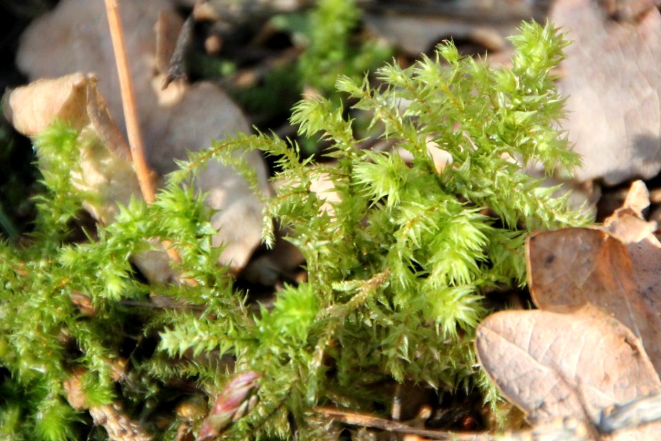 Hylocomiadelphus triquetrus 117349773