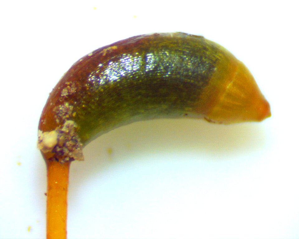 Hygroamblystegium varium 61462554