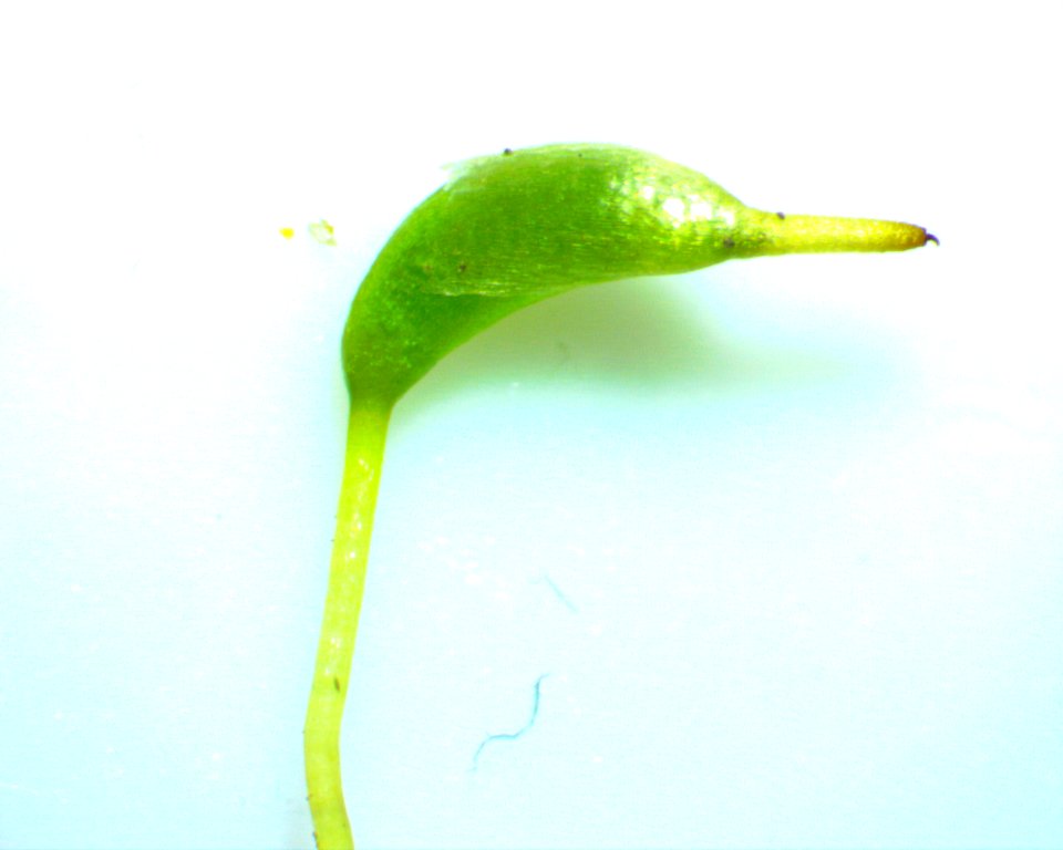 Hygroamblystegium varium 61462541